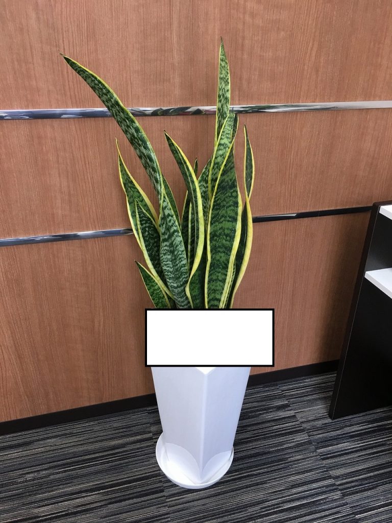 観葉植物：器・サイズセレクト