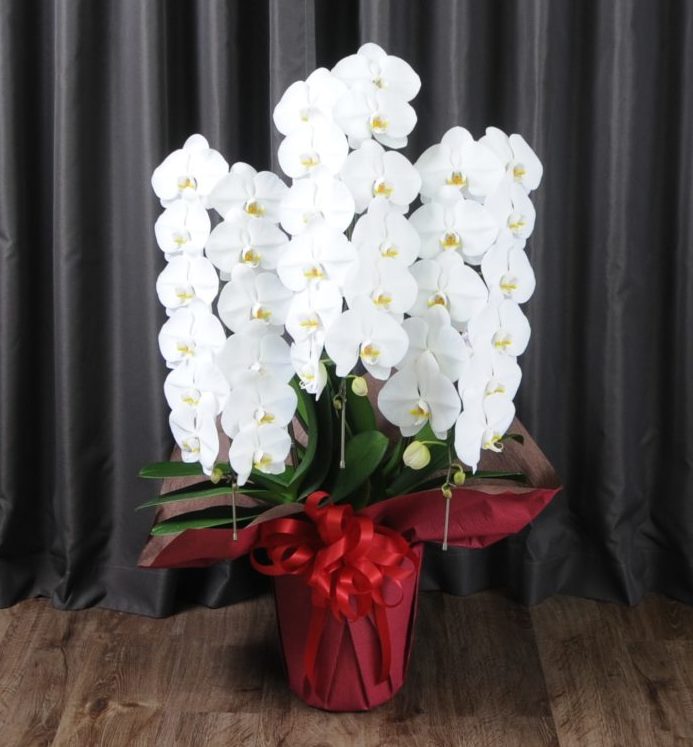 胡蝶蘭３本立ち 27輪−30輪（白）