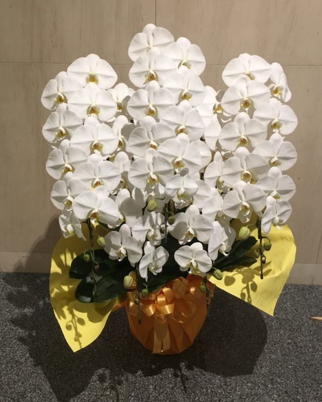 胡蝶蘭5本立ち35,000-75,000円