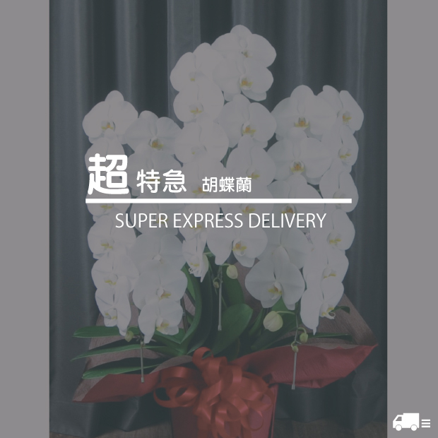 お急ぎ：胡蝶蘭