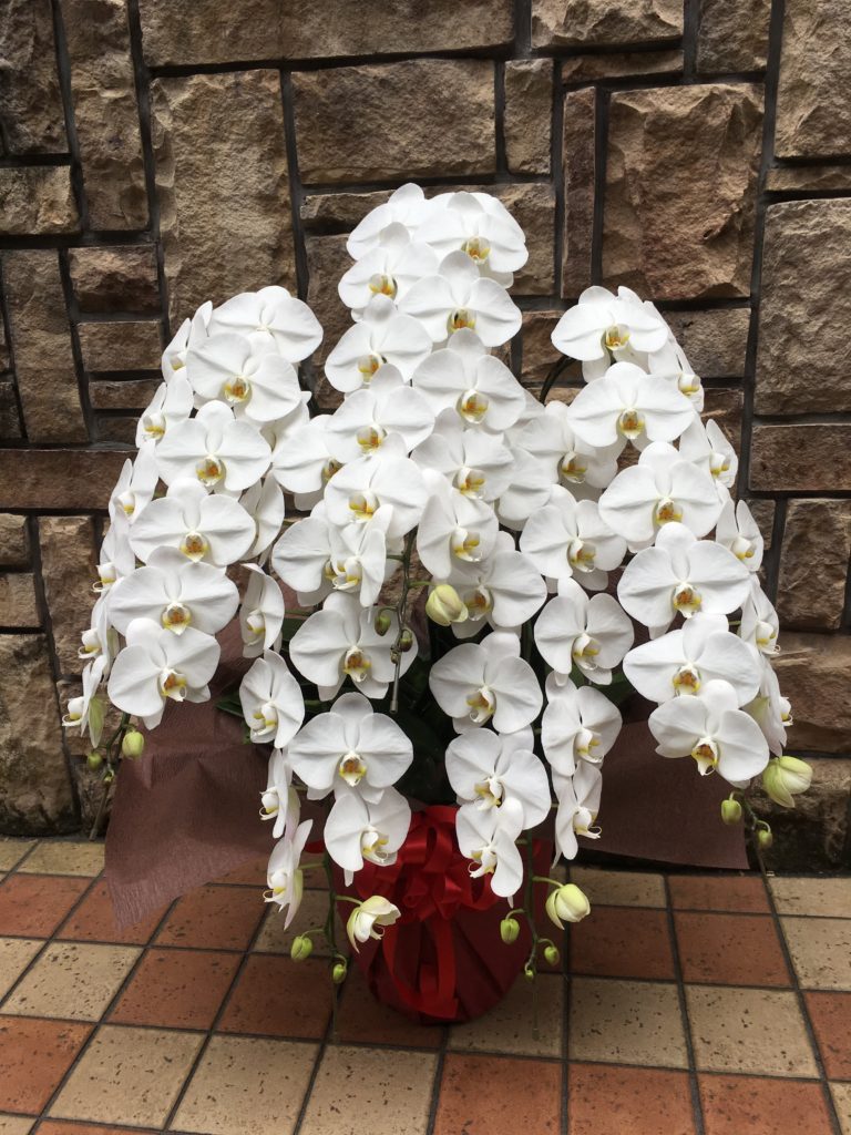 胡蝶蘭5本立ち 40輪−50輪（白）