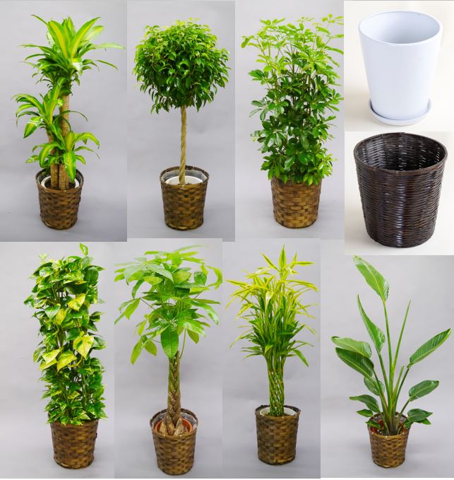 選べる観葉植物10号と器セット