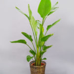 オーガスタ１０号