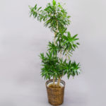 ソングオブジャマイカ10号