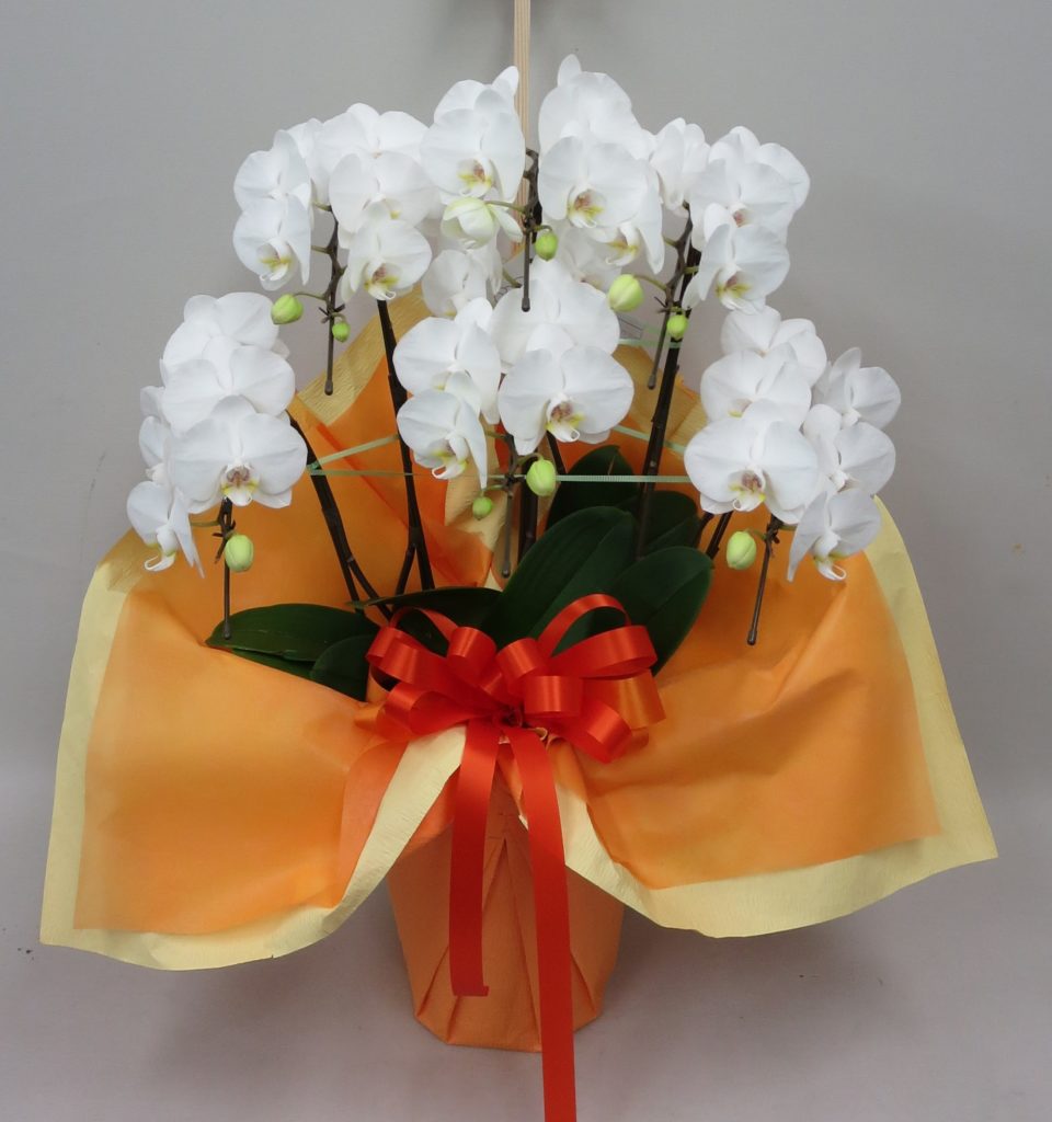 ミニ胡蝶蘭5本立ち