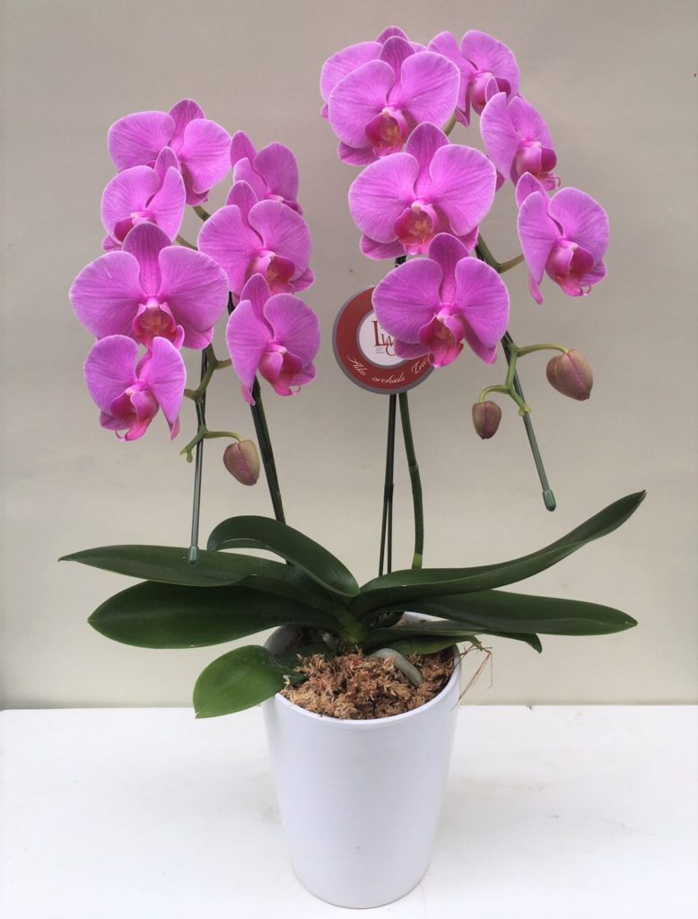 胡蝶蘭-中輪2本立ち-ピンク