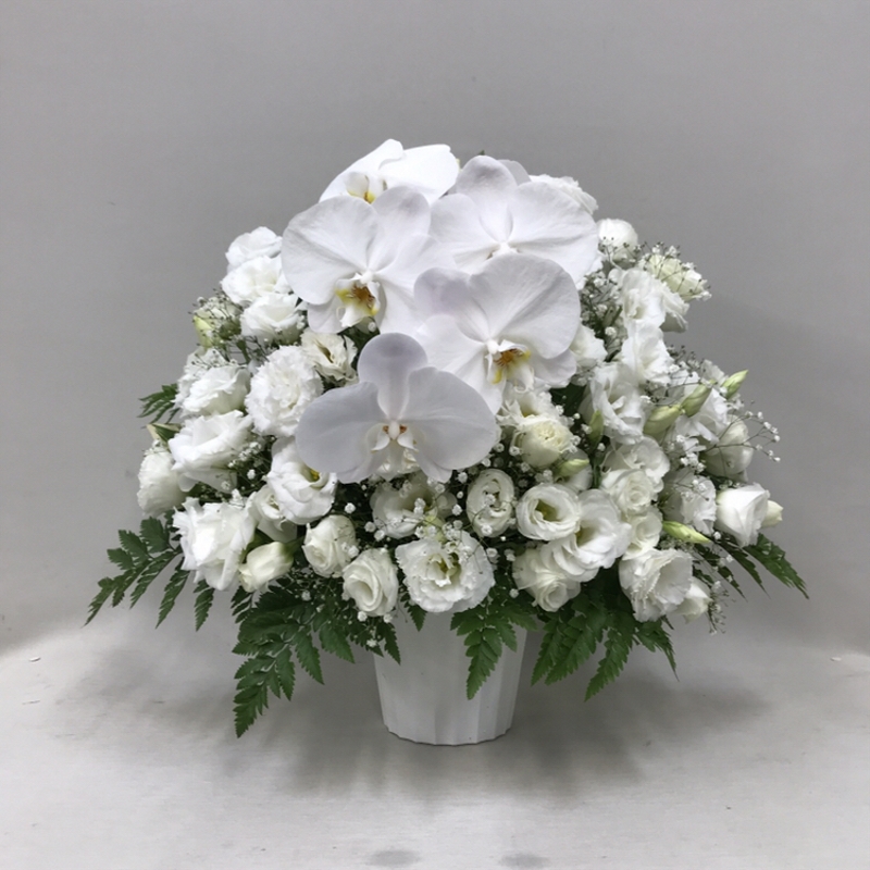 【御供】胡蝶蘭とトルコキキョウのアレンジメント_50_MS-OS