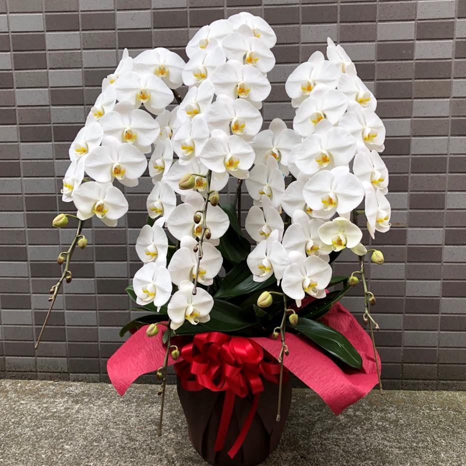 昇進・就任祝い、開業祝、当選祝い、事務所開きなどの用途に、多く贈られる5本立ちの胡蝶蘭です。白色が一番人気です