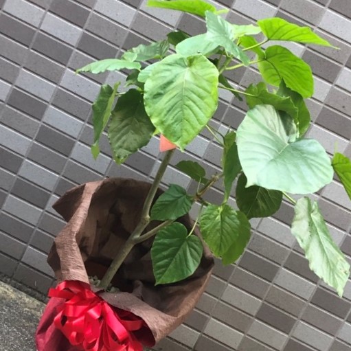 開設祝い用観葉植物ウンベラータ