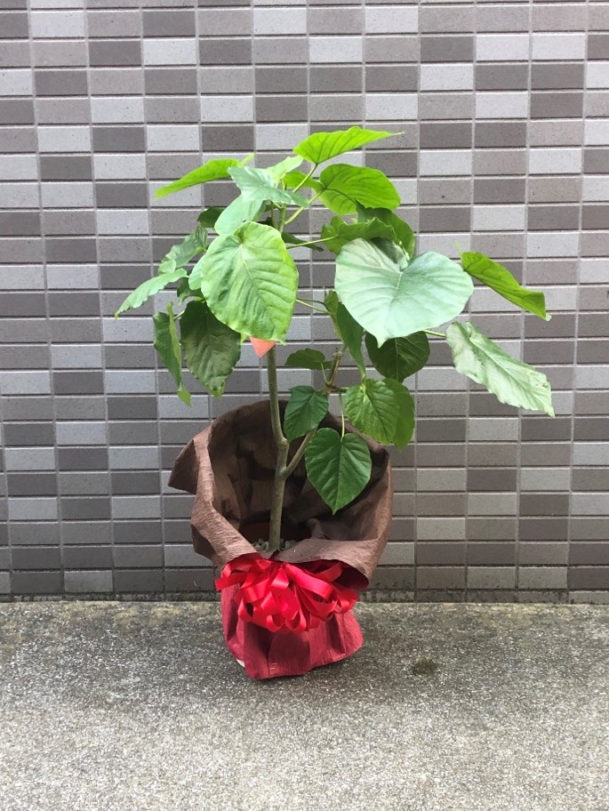 開設祝い用観葉植物ウンベラータ