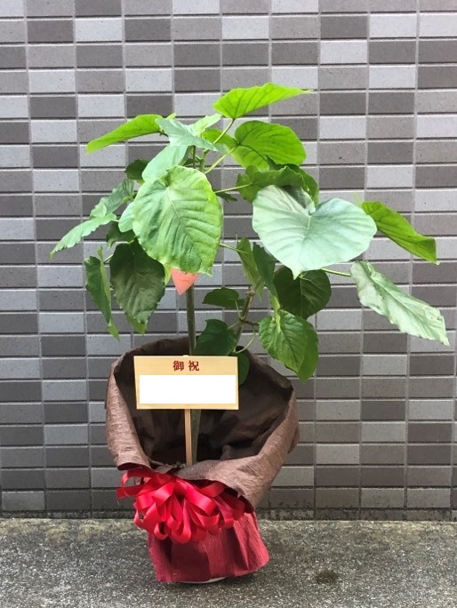 開設祝い用観葉植物ウンベラータ