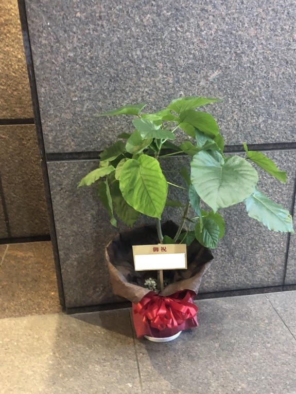 開設祝い用観葉植物ウンベラータ