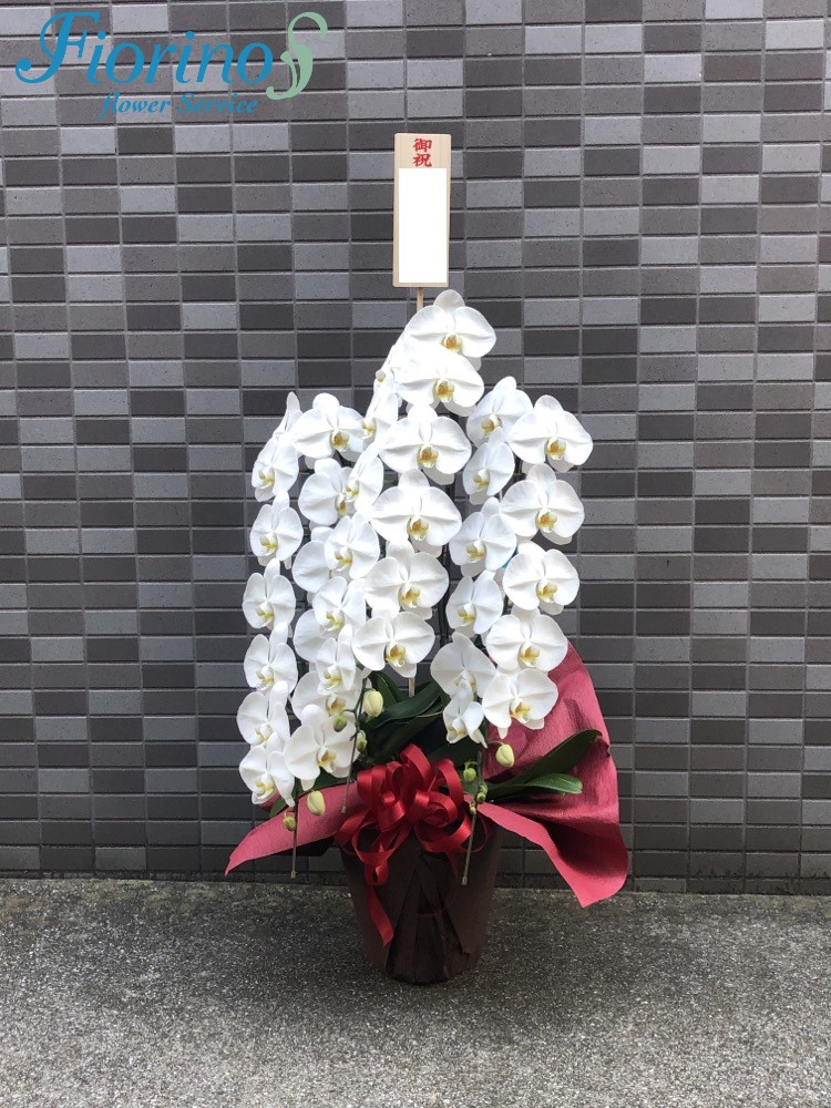 胡蝶蘭3本立ち札付き