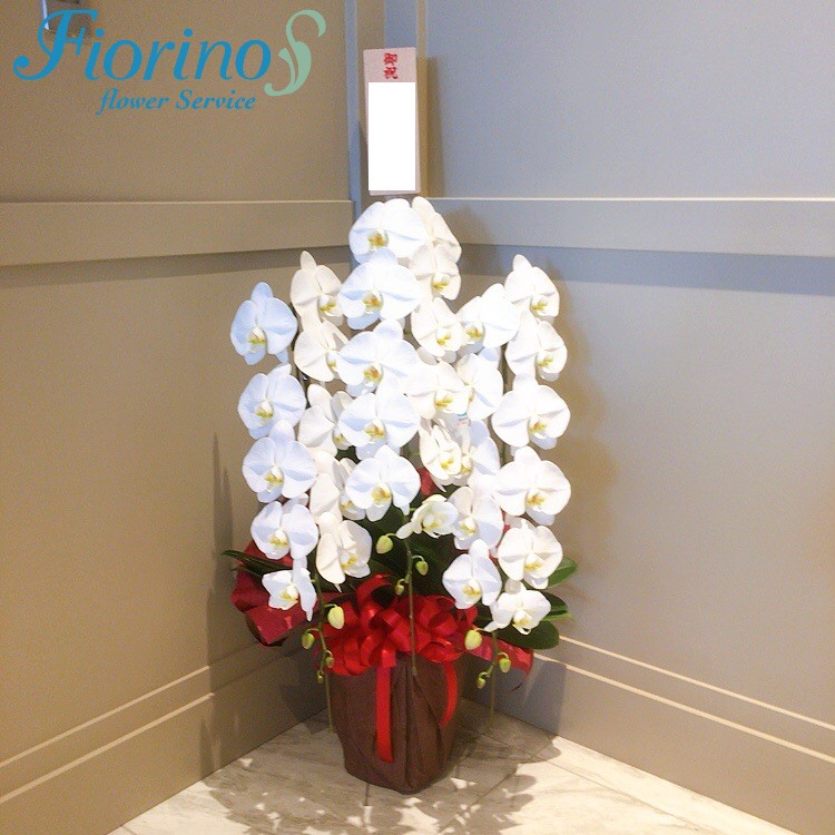 胡蝶蘭3本立ち札付き