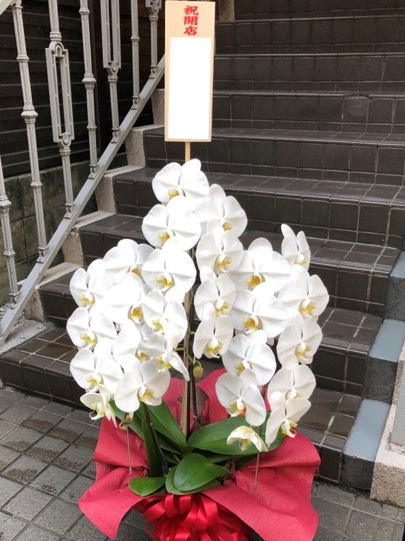 開店祝い用胡蝶蘭12728-0002