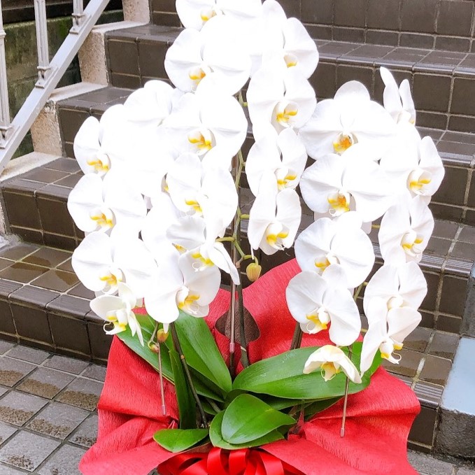 開店祝い用胡蝶蘭12728-0002