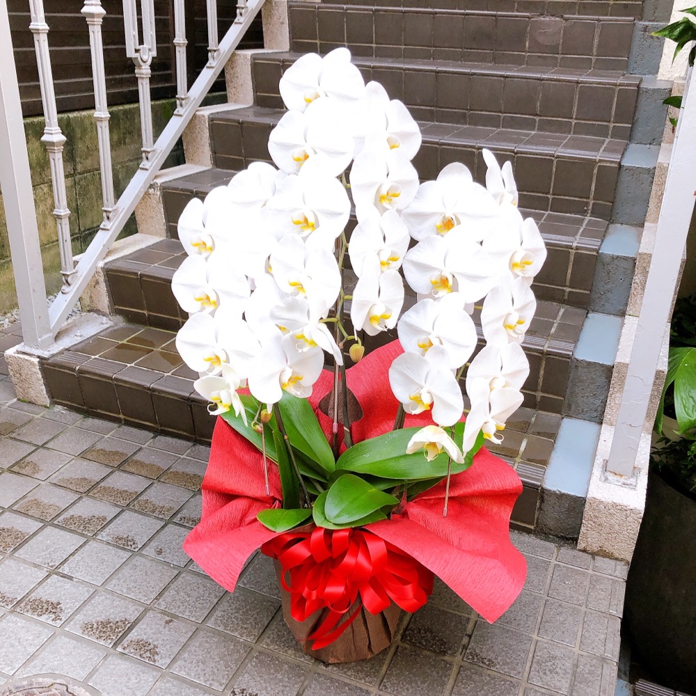 開店祝い用胡蝶蘭12728-0002