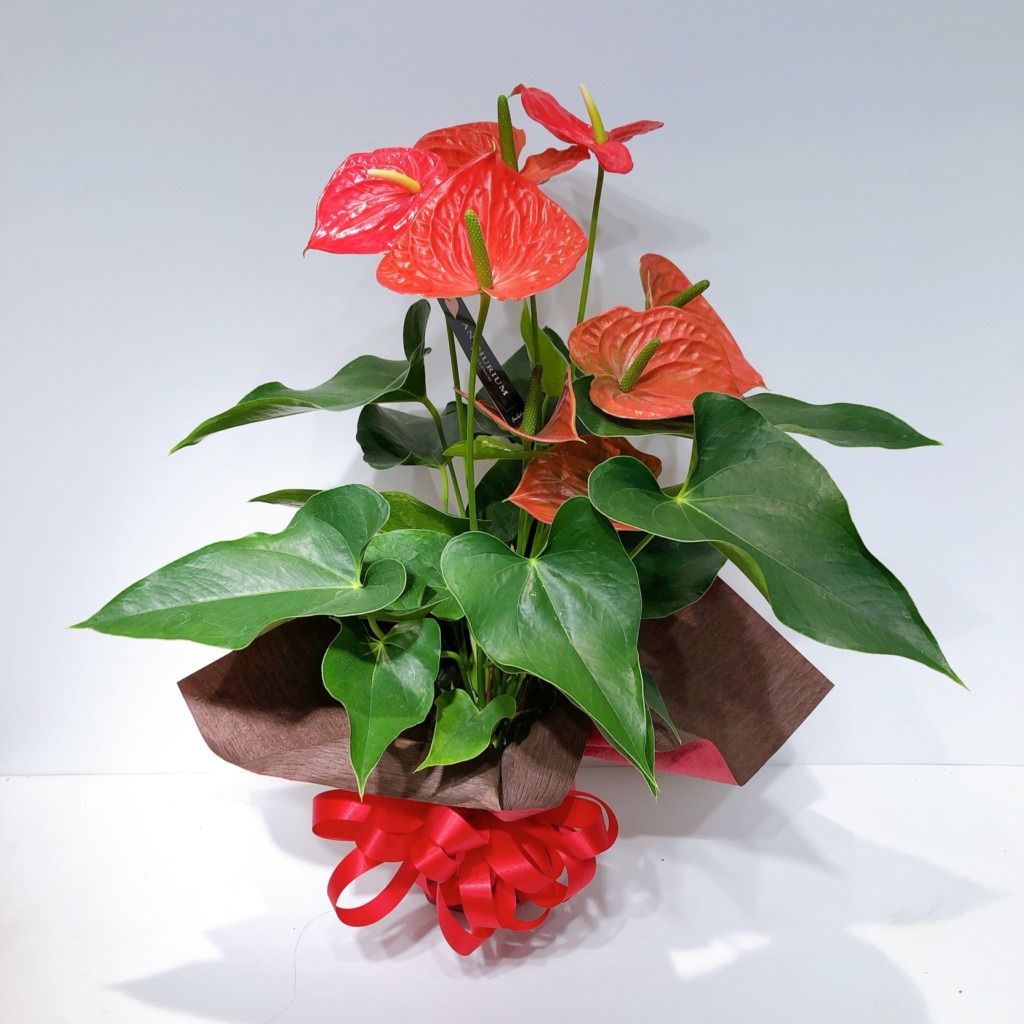 【限定】アンスリュームの花鉢