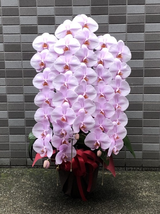 胡蝶蘭３本立ち36輪-39輪（ピンク）