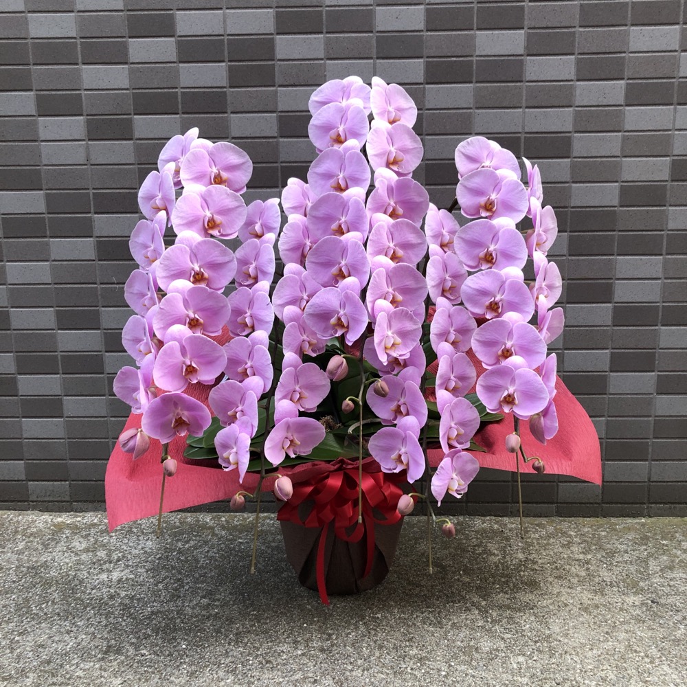 胡蝶蘭 5本立ち40輪-50輪（ピンク）
