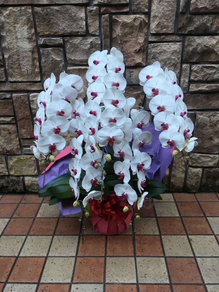 胡蝶蘭５本立ち40輪−50輪（赤リップ）