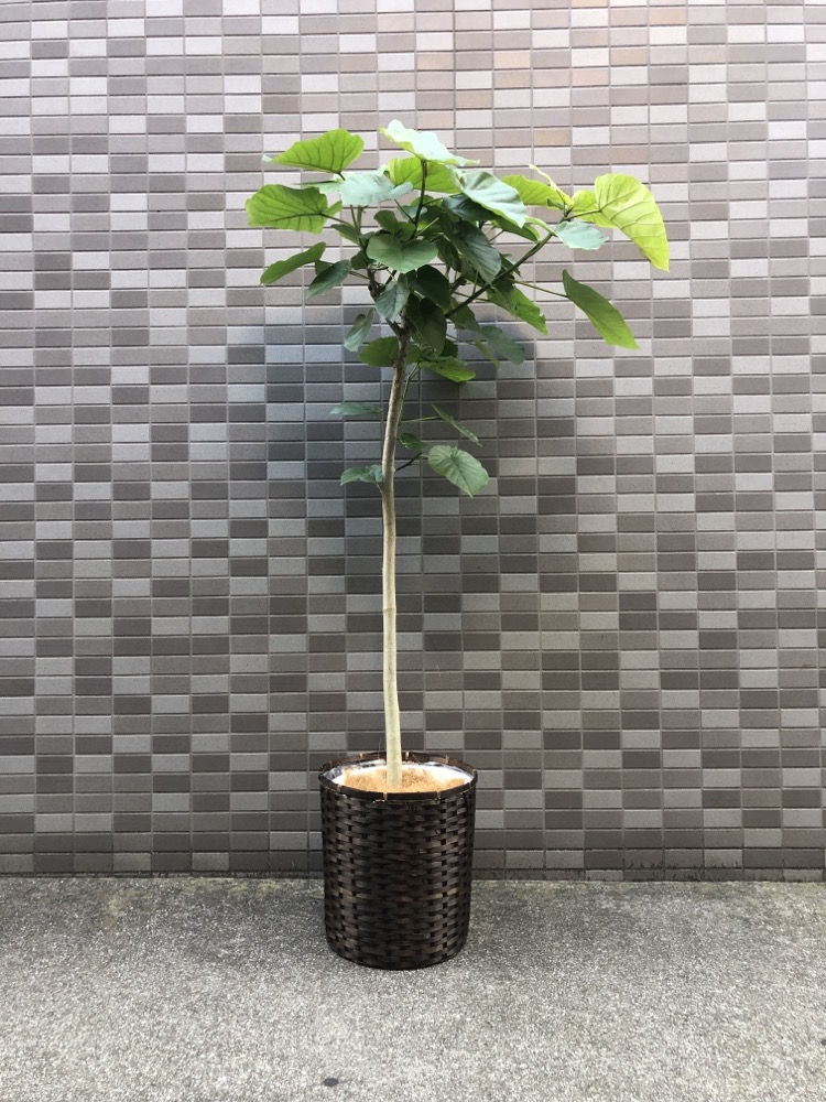 開業祝い用観葉植物 ウンベラータ 10寸（尺鉢）バスケット付き 1枚目