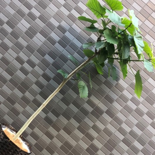 開業祝い用観葉植物 ウンベラータ 10寸（尺鉢）バスケット付き 3枚目