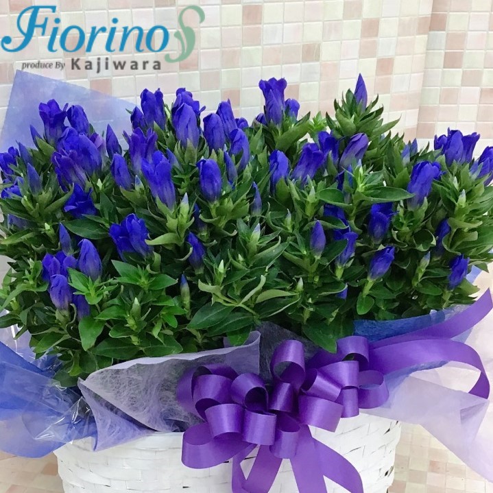 ギフト用季節の花鉢18544-0001