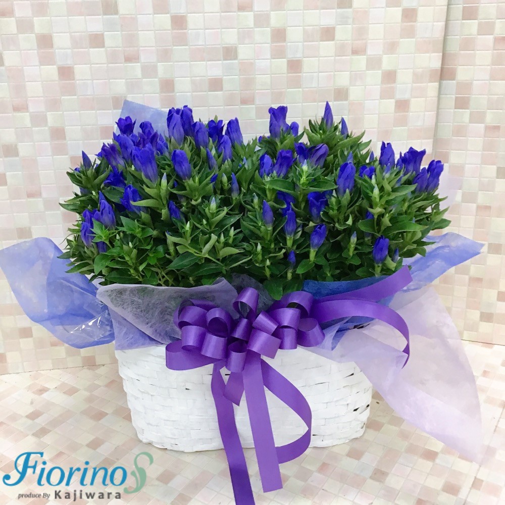 ギフト用季節の花鉢18544-0001