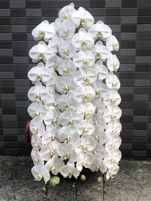胡蝶蘭３本立ち ロングタイプ40輪以上（白）