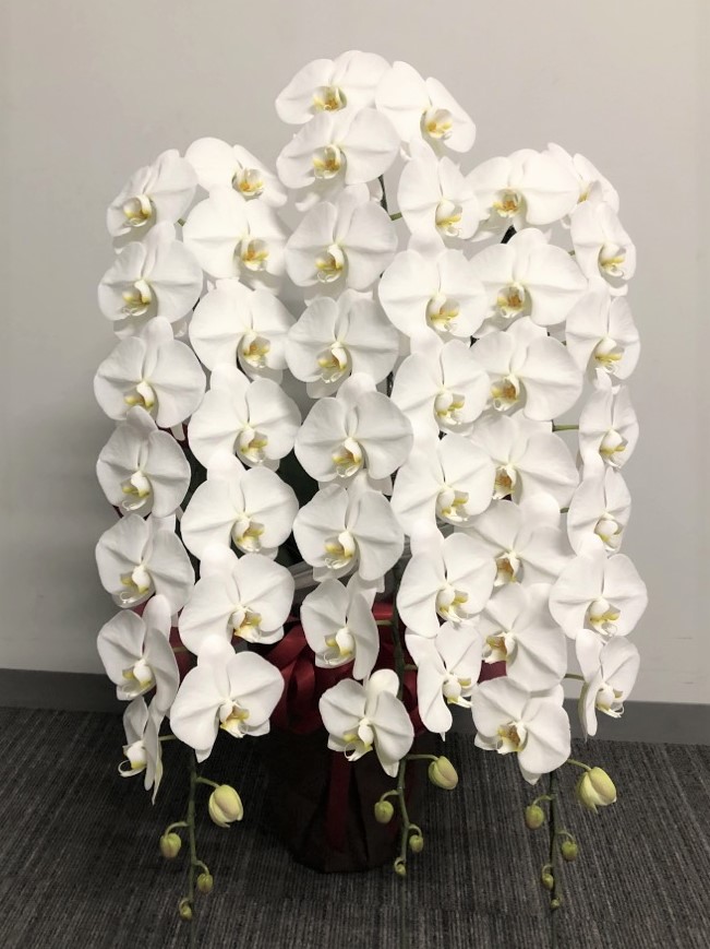 胡蝶蘭３本立ち 33輪以上（白）