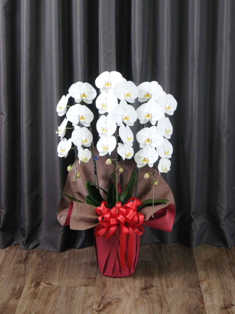 胡蝶蘭３本立ち20輪−24輪（白）