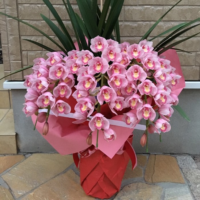 ピンク シンビジューム枝垂れ5本立ち