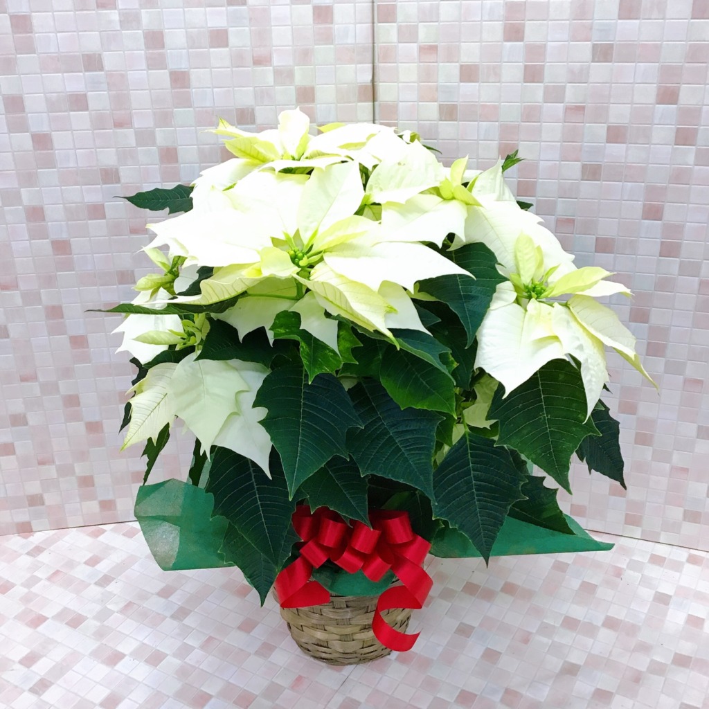 プリンセチア 白 バスケット入り (H50)