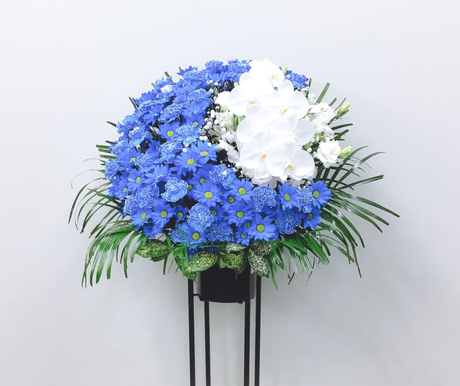 【東京エリア限定】胡蝶蘭入りブルームーンの黒パイプスタンド花（H170）【配送無料】